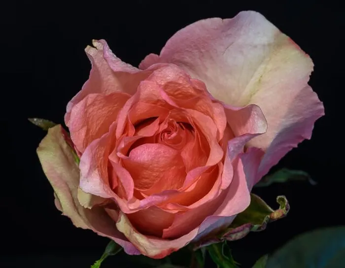 Framed Print : Bright color still life floral macro flower portrait of a single isolated pink red orange flowering blooming rose Framed Print : Bright color still life floral macro flower portrait of a single isolated pink red orange flowering blooming rose