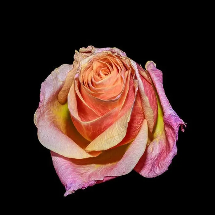 Framed Print : Bright color still life floral macro flower portrait of a single isolated violet pink orange flowering blooming rose Framed Print : Bright color still life floral macro flower portrait of a single isolated violet pink orange flowering blooming rose