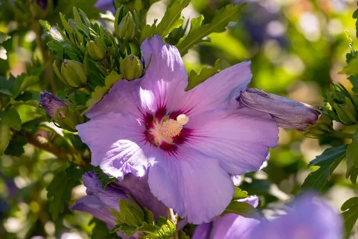 Framed Print : Bright color outdoor natural floral close up of pink purple hibiscus blossom on a green bush Framed Print : Bright color outdoor natural floral close up of pink purple hibiscus blossom on a green bush