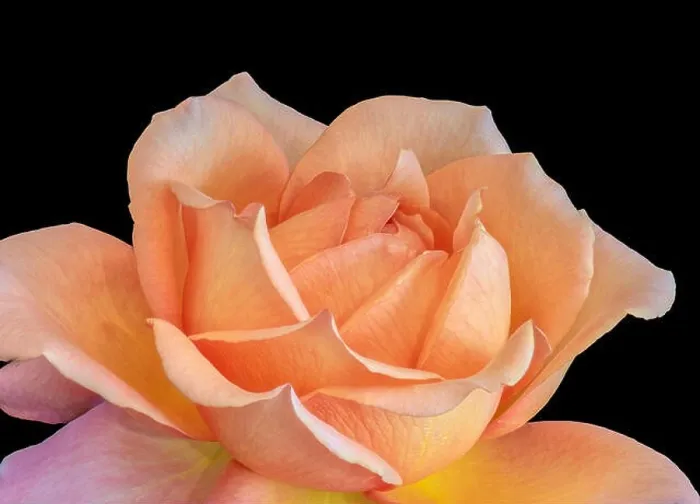 Framed Print : Bright colored fine art still life floral macro flower image of a single isolated orange flowering blooming rose Framed Print : Bright colored fine art still life floral macro flower image of a single isolated orange flowering blooming rose