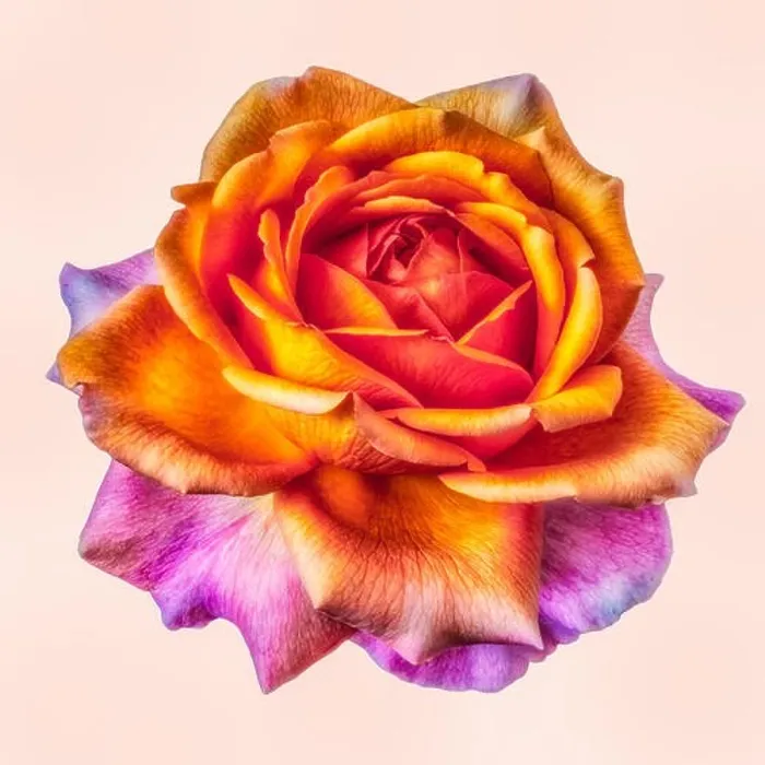 Framed Print : Bright colored fine art still life floral macro flower image of a single isolated orange pink flowering blooming rose Framed Print : Bright colored fine art still life floral macro flower image of a single isolated orange pink flowering blooming rose