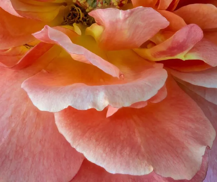 Framed Print : Bright colorful fine art still life bright floral macro image of orange yellow pink rose petals with detailed texture Framed Print : Bright colorful fine art still life bright floral macro image of orange yellow pink rose petals with detailed texture