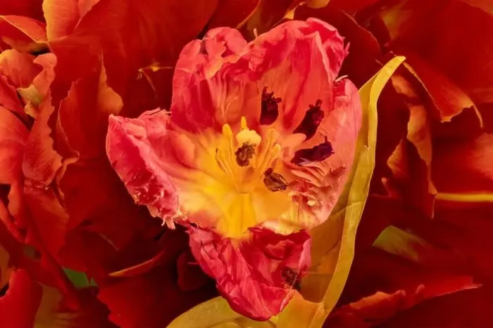Framed Print : Bright colorful macro photography of the inner of a single isolated wide open red yellow tulip blossom in surrealistic Framed Print : Bright colorful macro photography of the inner of a single isolated wide open red yellow tulip blossom in surrealistic