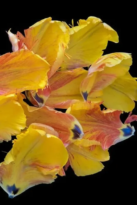 Framed Print : Bright colorful macro photography of a set of petals of a yellow red parrot tulip blossom on black background Framed Print : Bright colorful macro photography of a set of petals of a yellow red parrot tulip blossom on black background