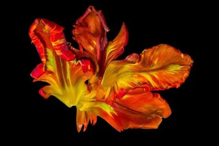Framed Print : Bright colorful macro photography of a set of yellow red parrot tulip blossom petals in pop-art colors on black Framed Print : Bright colorful macro photography of a set of yellow red parrot tulip blossom petals in pop-art colors on black