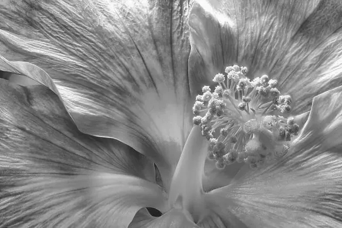 Framed Print : Bright monochrome black Framed Print : Bright monochrome black