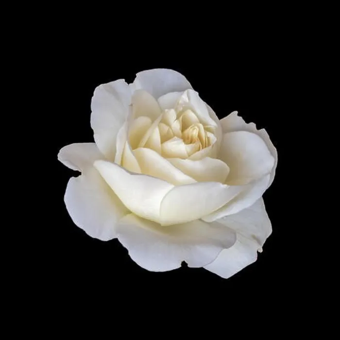Framed Print : Bright monochrome fine art still life floral macro flower image of a single isolated white rose blossom Framed Print : Bright monochrome fine art still life floral macro flower image of a single isolated white rose blossom