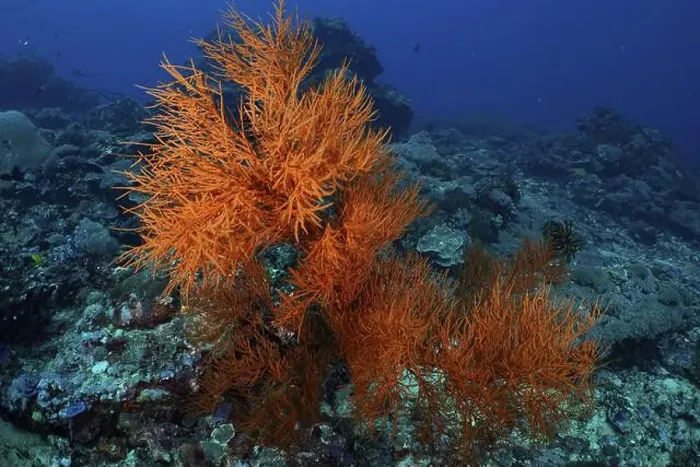 Framed Print : Bright orange coloured Black coral (Antipathes dichotoma) decorating the coral reef in a deep blue ocean Framed Print : Bright orange coloured Black coral (Antipathes dichotoma) decorating the coral reef in a deep blue ocean