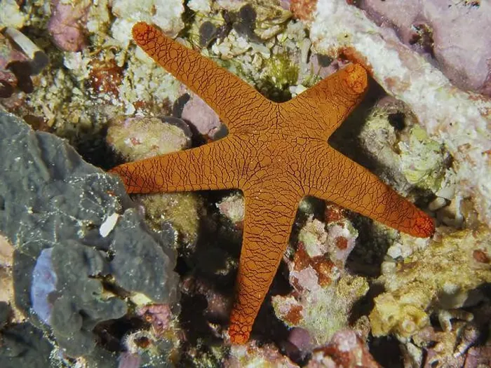 Framed Print : Bright orange-coloured Indian starfish (Fromia indica) with a striking pattern on a coral reef Framed Print : Bright orange-coloured Indian starfish (Fromia indica) with a striking pattern on a coral reef