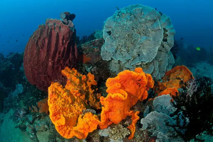 Framed Print : Bright orange sponge and massive gorgonian fan corals in the reef Framed Print : Bright orange sponge and massive gorgonian fan corals in the reef