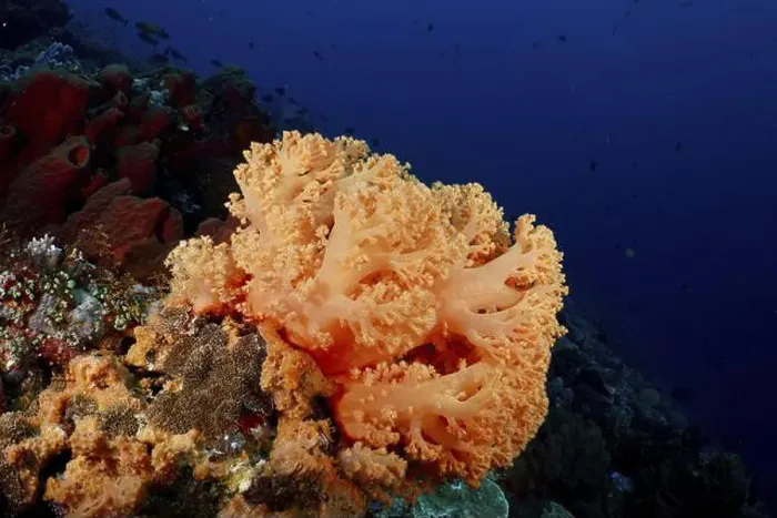 Framed Print : Bright orange tree coral (Dendronephthya) on the seabed in deep blue water Framed Print : Bright orange tree coral (Dendronephthya) on the seabed in deep blue water