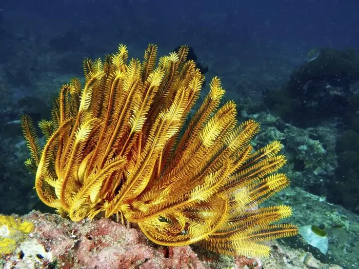 Framed Print : Bright orange-yellow Yellow Feather Star Framed Print : Bright orange-yellow Yellow Feather Star