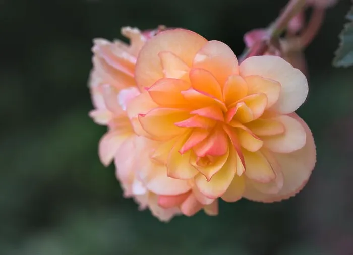 Framed Print : Bright outdoor floral macro of an orange pink tuberous begonia blossom with shallow depth of field Framed Print : Bright outdoor floral macro of an orange pink tuberous begonia blossom with shallow depth of field