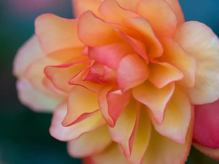Framed Print : Bright outdoor floral macro of an orange pink tuberous begonia blossom with shallow depth of field Framed Print : Bright outdoor floral macro of an orange pink tuberous begonia blossom with shallow depth of field
