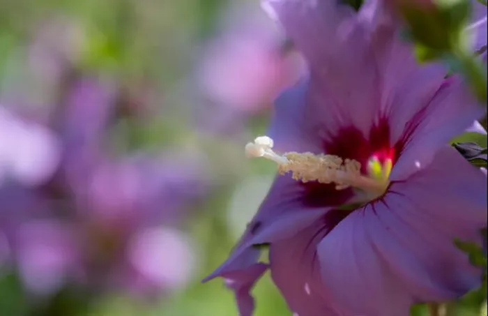 Framed Print : Bright outdoor impressionistic floral close up image of a single pink purple hibiscus blossom Framed Print : Bright outdoor impressionistic floral close up image of a single pink purple hibiscus blossom