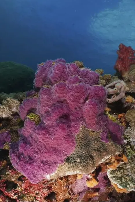 Framed Print : Bright purple ray sponge (Chalinula nematifera) in the turquoise blue water of the ocean Framed Print : Bright purple ray sponge (Chalinula nematifera) in the turquoise blue water of the ocean