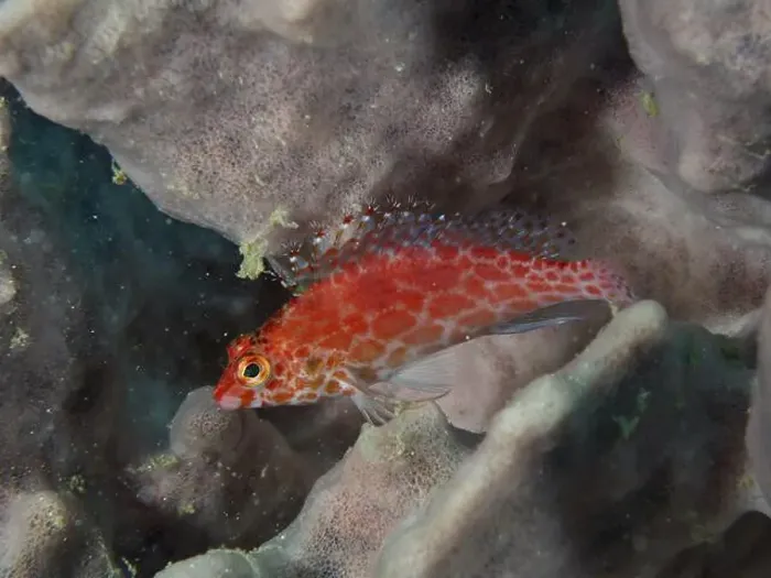 Framed Print : Bright red fish, Coral hawkfish (Cirrhitichthys oxycephalus) resting on a sea sponge Framed Print : Bright red fish, Coral hawkfish (Cirrhitichthys oxycephalus) resting on a sea sponge