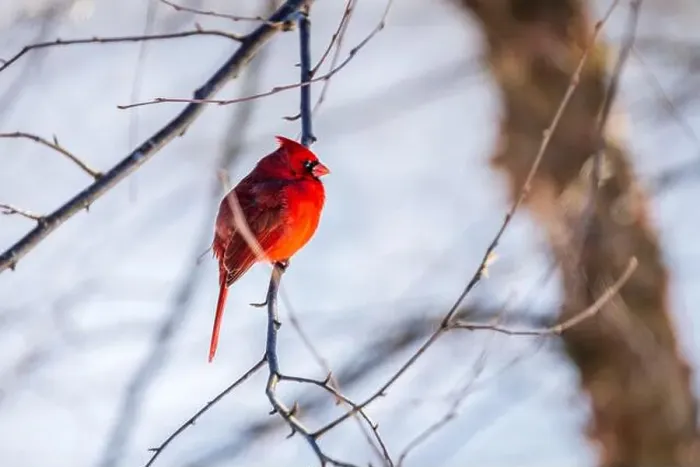 Framed Print : Bright red male northern cardinal sitting on a tree branch Framed Print : Bright red male northern cardinal sitting on a tree branch