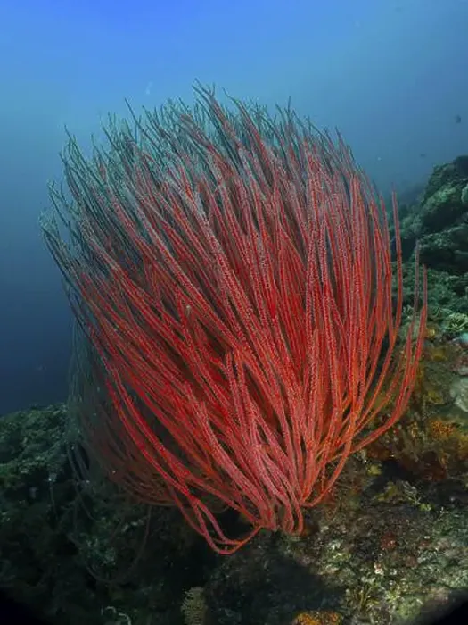 Framed Print : Bright red shrub gorgonian (Ellisella ceratophyta) growing under water Framed Print : Bright red shrub gorgonian (Ellisella ceratophyta) growing under water