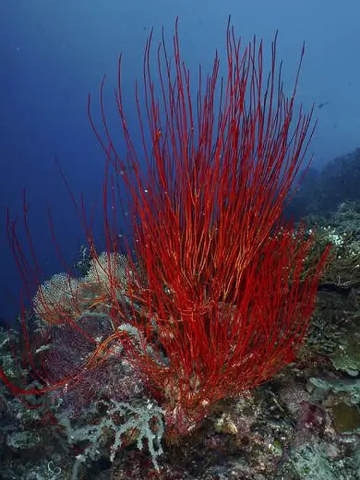 Framed Print : Bright red shrub gorgonian, Rutengorgonie (Ellisella ceratophyta) rises under water Framed Print : Bright red shrub gorgonian, Rutengorgonie (Ellisella ceratophyta) rises under water