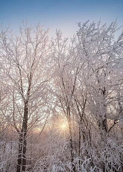 Bright sunlight through snow covored trees at winter evening in Finland