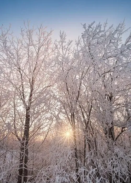 Framed Print : Bright sunlight through snow covored trees at winter evening in Finland