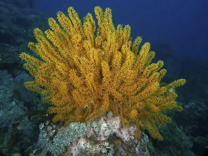 Framed Print : Bright Yellow Feather Star, Bushy Feather Star