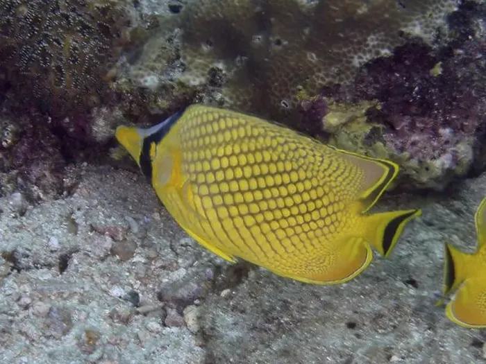 Framed Print : A bright yellow fish with a black pattern Framed Print : A bright yellow fish with a black pattern