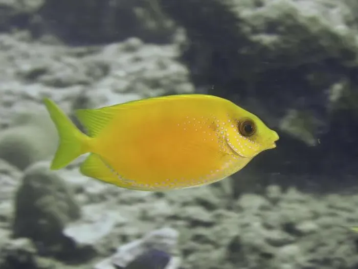Framed Print : Bright yellow fish, Indian coral rabbitfish (Siganus corallinus) Framed Print : Bright yellow fish, Indian coral rabbitfish (Siganus corallinus)