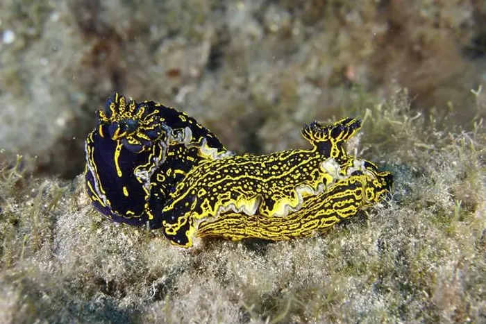 Framed Print : Two bright yellow-violet star snails (Felimare Picta) mating on the seabed Framed Print : Two bright yellow-violet star snails (Felimare Picta) mating on the seabed