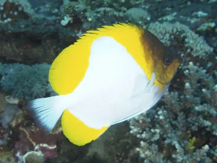 Framed Print : A bright yellow and white fish Framed Print : A bright yellow and white fish