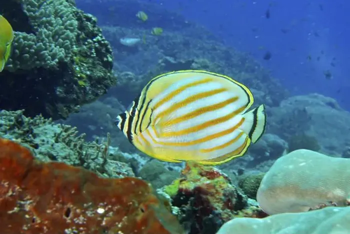 Framed Print : A bright yellow and white striped orange Banded butterflyfish (Chaetodon ornatissimus) in the coral reef Framed Print : A bright yellow and white striped orange Banded butterflyfish (Chaetodon ornatissimus) in the coral reef