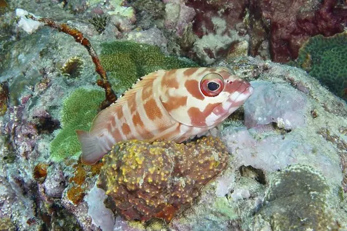 Framed Print : A brightly coloured beret grouper (Epinephelus fasciatus) rests among the coral reefs