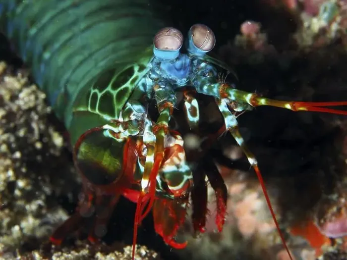 Framed Print : Brightly coloured clown mantis shrimp (Odontodactylus scyllarus) with large eyes in vivid colours underwater Framed Print : Brightly coloured clown mantis shrimp (Odontodactylus scyllarus) with large eyes in vivid colours underwater