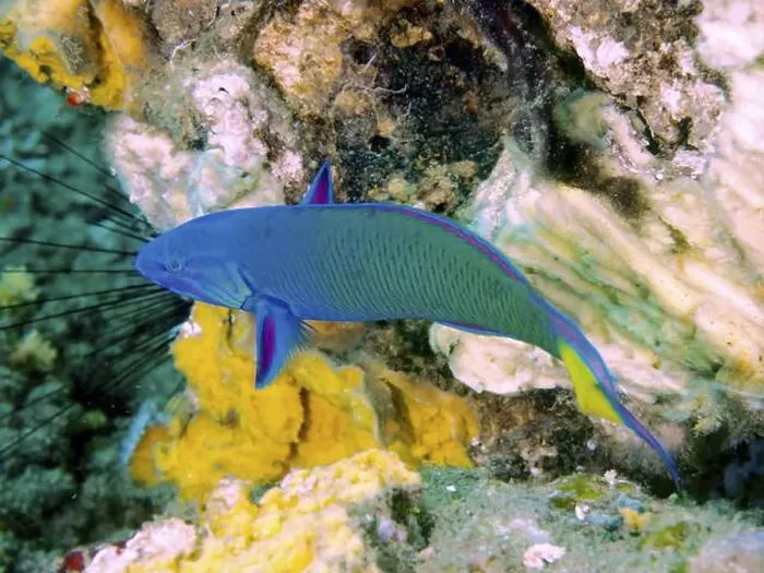 Framed Print : A brightly coloured fish, the crescent moon pupfish (Thalassoma lunare) Framed Print : A brightly coloured fish, the crescent moon pupfish (Thalassoma lunare)
