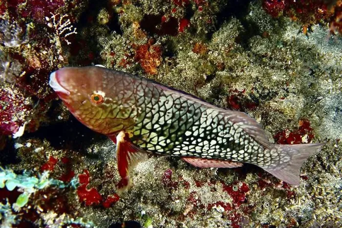 Framed Print : A brightly coloured fish with scaly patterns Framed Print : A brightly coloured fish with scaly patterns