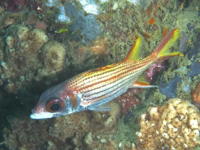 Framed Print : Brightly striped fish, silverfin hussarfish (Neoniphon argenteus) Framed Print : Brightly striped fish, silverfin hussarfish (Neoniphon argenteus)