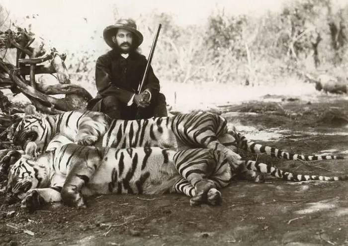 Framed Print : British man wearing hat holding gun with dead tigers, tiger hunt, tiger hunting, India, old vintage 1800s picture Framed Print : British man wearing hat holding gun with dead tigers, tiger hunt, tiger hunting, India, old vintage 1800s picture