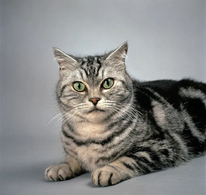 Framed Print : British Shorthair - black tabby