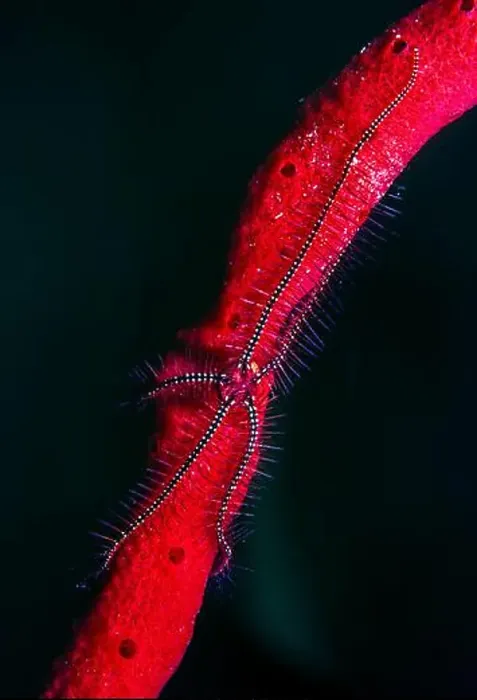 Framed Print : Brittle stars, serpent stars, or ophiuroids are echinoderms in the class Ophiuroidea Framed Print : Brittle stars, serpent stars, or ophiuroids are echinoderms in the class Ophiuroidea