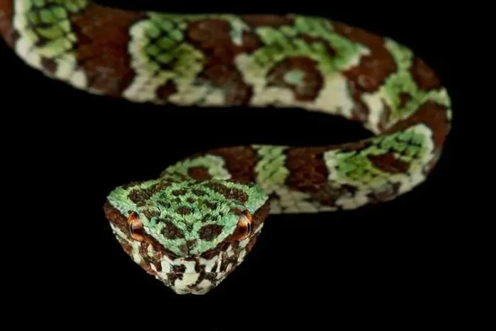 Framed Print : Broad-banded Temple Pitviper (Tropidolaemus laticinctus) Framed Print : Broad-banded Temple Pitviper (Tropidolaemus laticinctus)