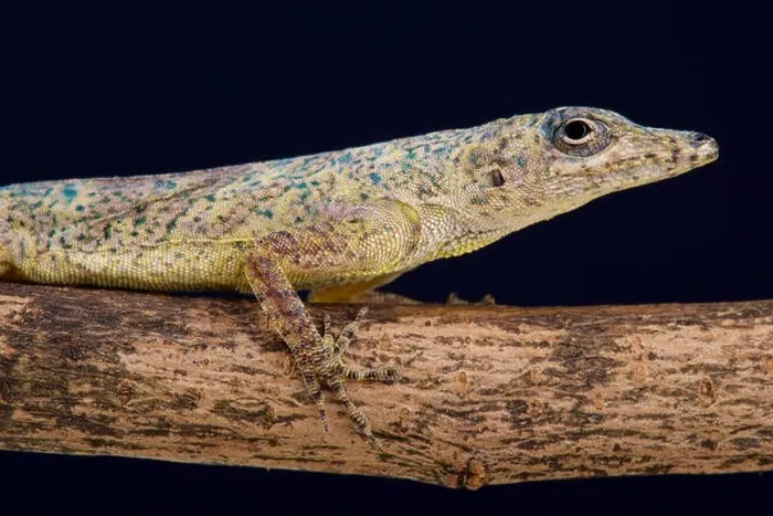 Framed Print : Bronze anole (Anolis aeneus) Framed Print : Bronze anole (Anolis aeneus)