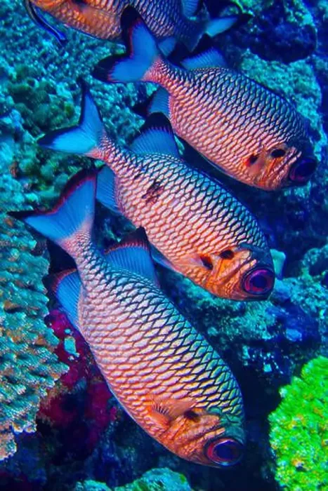 Framed Print : Bronze Soldierfish, Myripristis adusta, North Ari Atoll, Maldives, Indian Ocean, Asia Framed Print : Bronze Soldierfish, Myripristis adusta, North Ari Atoll, Maldives, Indian Ocean, Asia