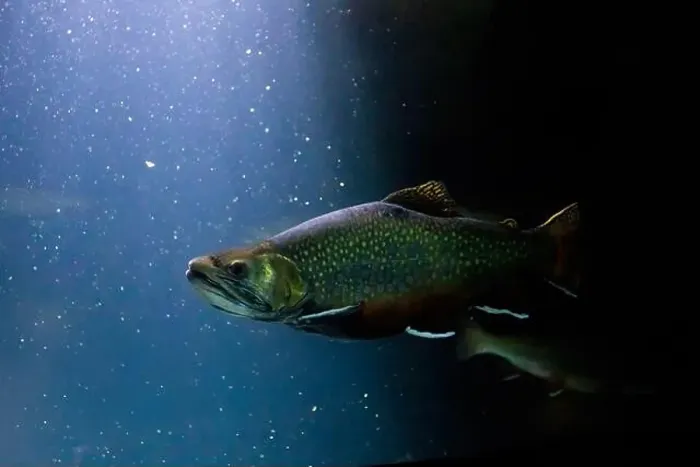 Framed Print : The brook trout (Salvelinus fontinalis) underwater Framed Print : The brook trout (Salvelinus fontinalis) underwater