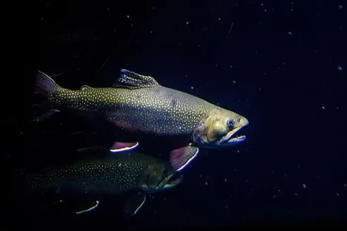 Framed Print : The brook trout (Salvelinus fontinalis) underwater Framed Print : The brook trout (Salvelinus fontinalis) underwater