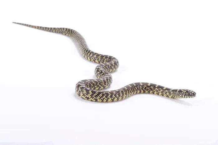 Framed Print : Brook's kingsnake, Lampropeltis getula brooksi, United States