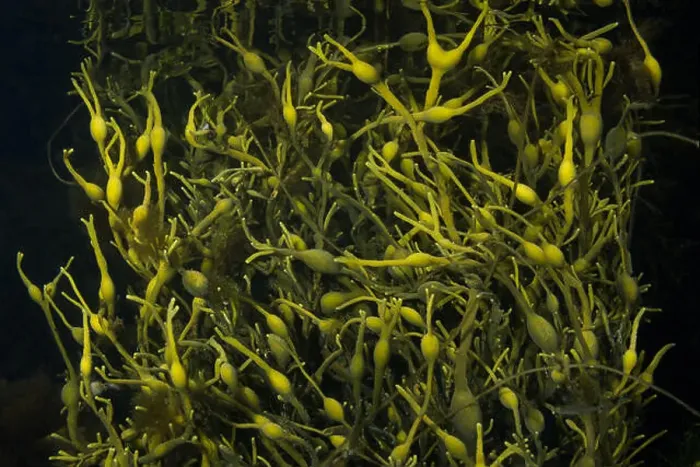 Framed Print : Brown alga Rockweed or Egg Wrack (underawter view). Norwegian Sea, Northern Atlantic region, Averoy, Norway Framed Print : Brown alga Rockweed or Egg Wrack (underawter view). Norwegian Sea, Northern Atlantic region, Averoy, Norway