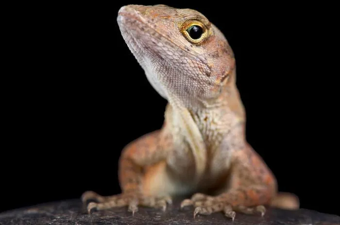 Framed Print : The brown anole (Anolis sagrei) also knwon as the Bahamas anole was native to the Bahamas and Cuba Framed Print : The brown anole (Anolis sagrei) also knwon as the Bahamas anole was native to the Bahamas and Cuba