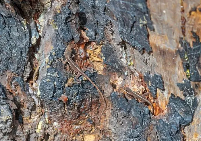 Framed Print : Brown Anole Lizard Living in a Dead Tree in the Ernest F.Hollings ACE Basin National Wildlife Refuge in South Carolina Framed Print : Brown Anole Lizard Living in a Dead Tree in the Ernest F.Hollings ACE Basin National Wildlife Refuge in South Carolina