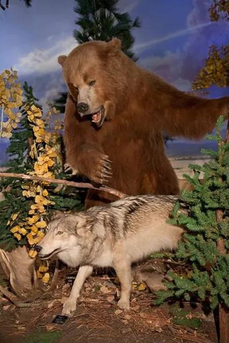 Framed Print : Brown bear attacking at coyote Framed Print : Brown bear attacking at coyote